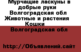 Мурчащие ласкуны в добрые руки - Волгоградская обл. Животные и растения » Кошки   . Волгоградская обл.